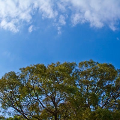 よく晴れた青空と大樹の写真