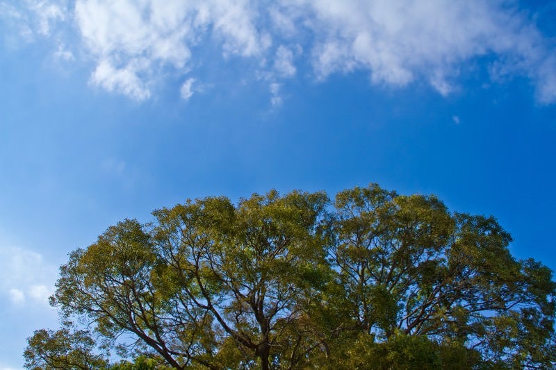 よく晴れた青空と大樹の写真