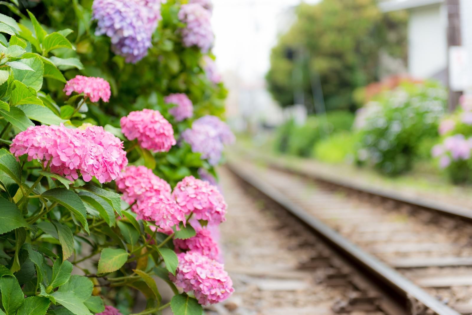 「線路沿いの紫陽花」の写真