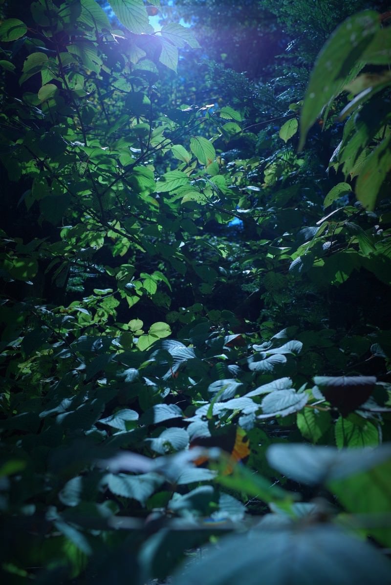「光が届く木々の葉」の写真