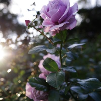 エモい紫の薔薇の写真