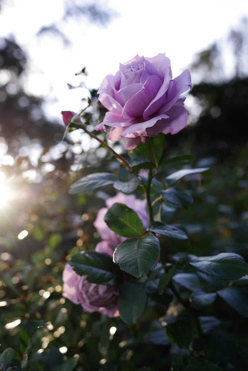 「エモい紫の薔薇」の写真