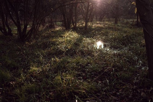 夜明けの湿原の写真