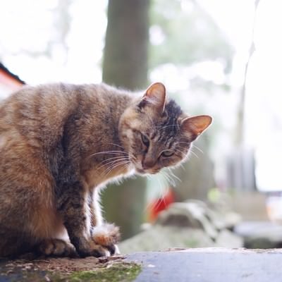 こちらの様子を伺う野良猫の写真