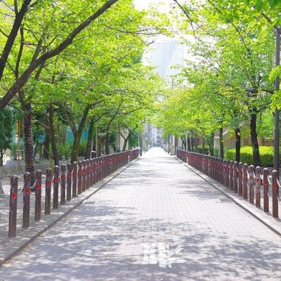 新緑に囲まれた沿道の写真