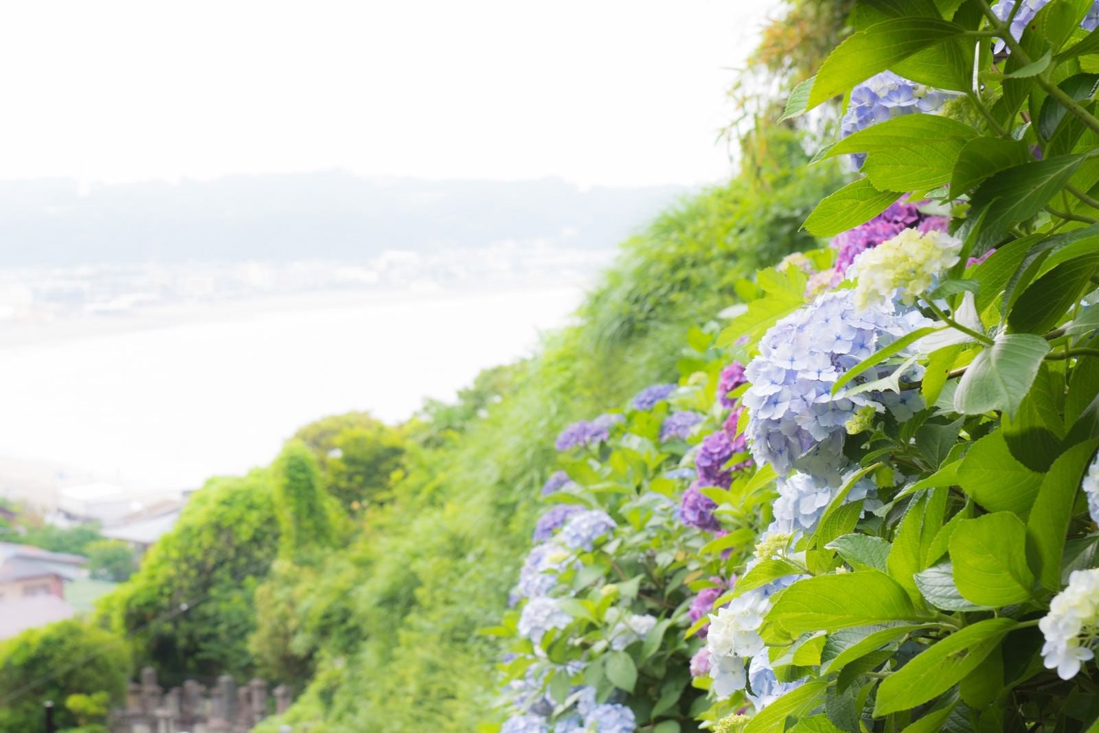 「山の上の紫陽花」の写真
