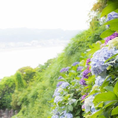 山の上の紫陽花の写真