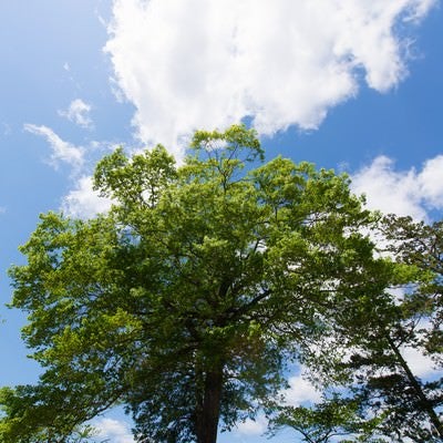 陽気な空と公園の木の写真
