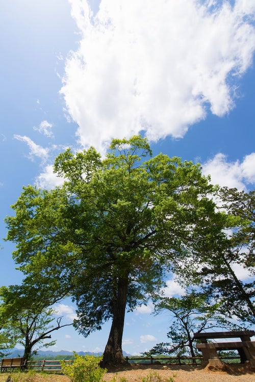 陽気な空と公園の木の写真