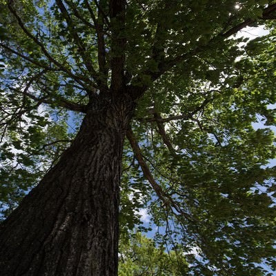 大木を見上げるの写真