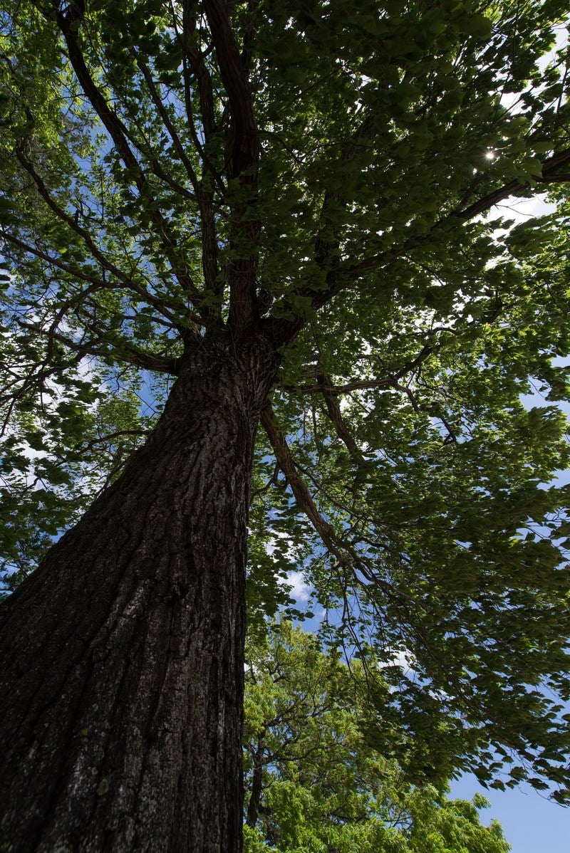 「大木を見上げる」の写真