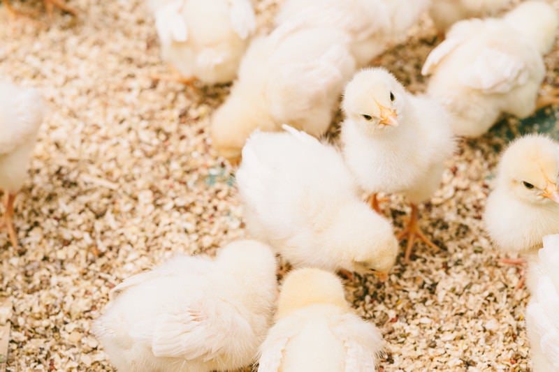 2017年の干支は酉（鶏）です。赤いトサカの白鶏 - ぱくたそ