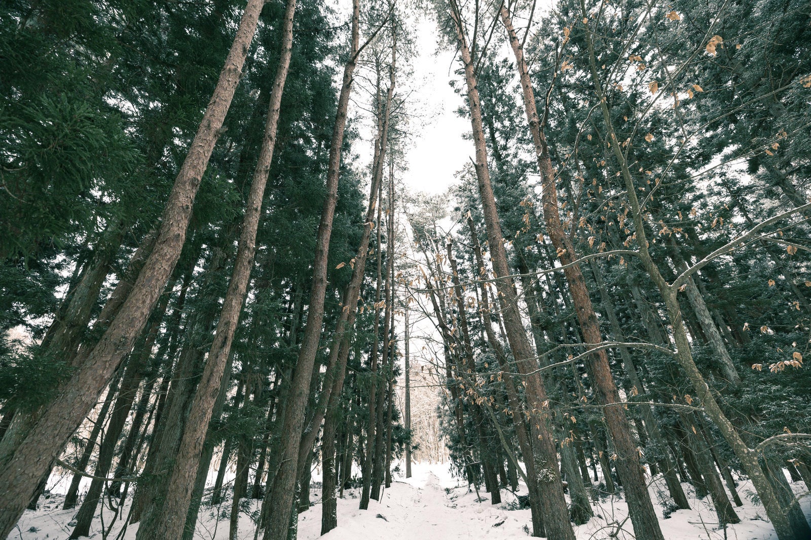 「雑木林と雪道」の写真