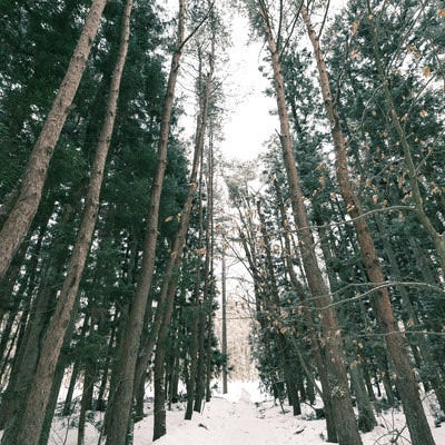 雑木林と雪道の写真