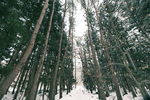 雑木林と雪道の写真