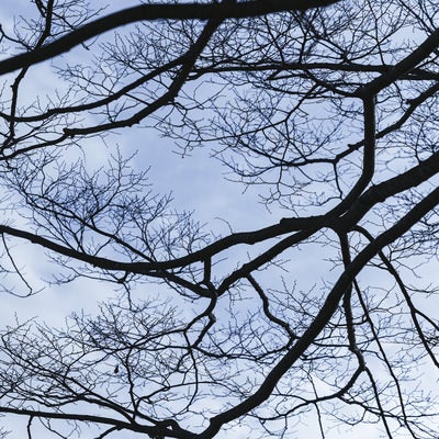 落葉樹の冬木の写真