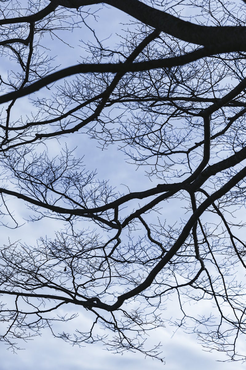 「落葉樹の冬木」の写真