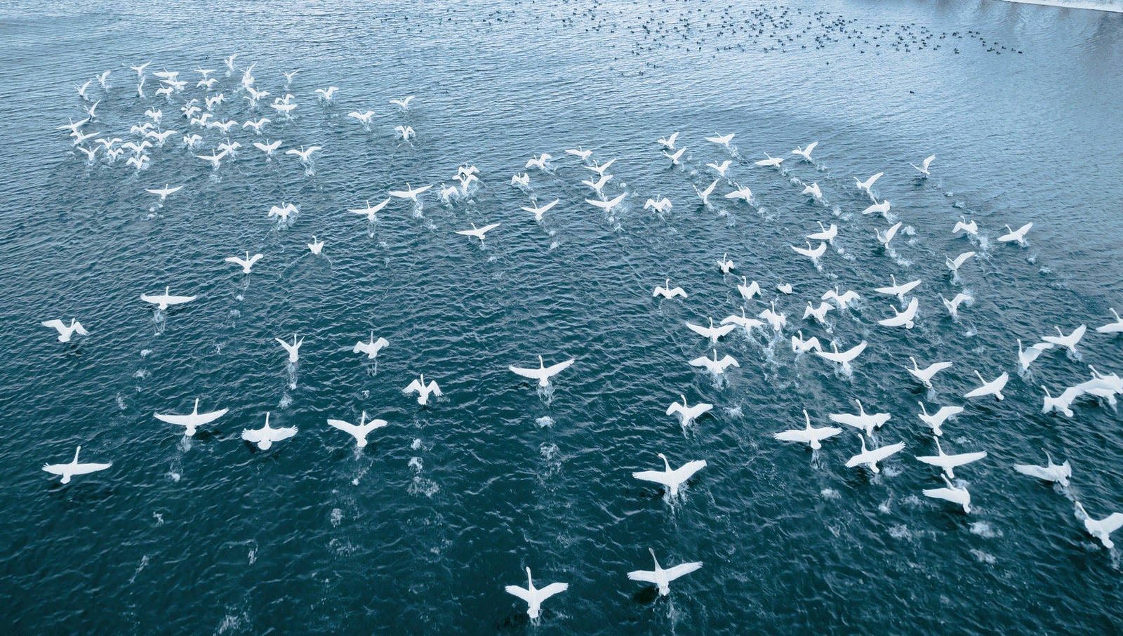「湖畔を飛び立つ白鳥の群れの様子（空撮）」の写真