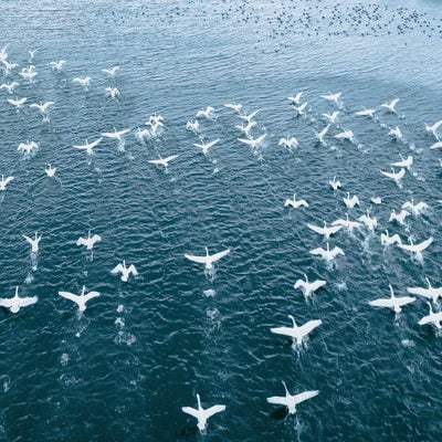 湖畔を飛び立つ白鳥の群れの様子（空撮）の写真