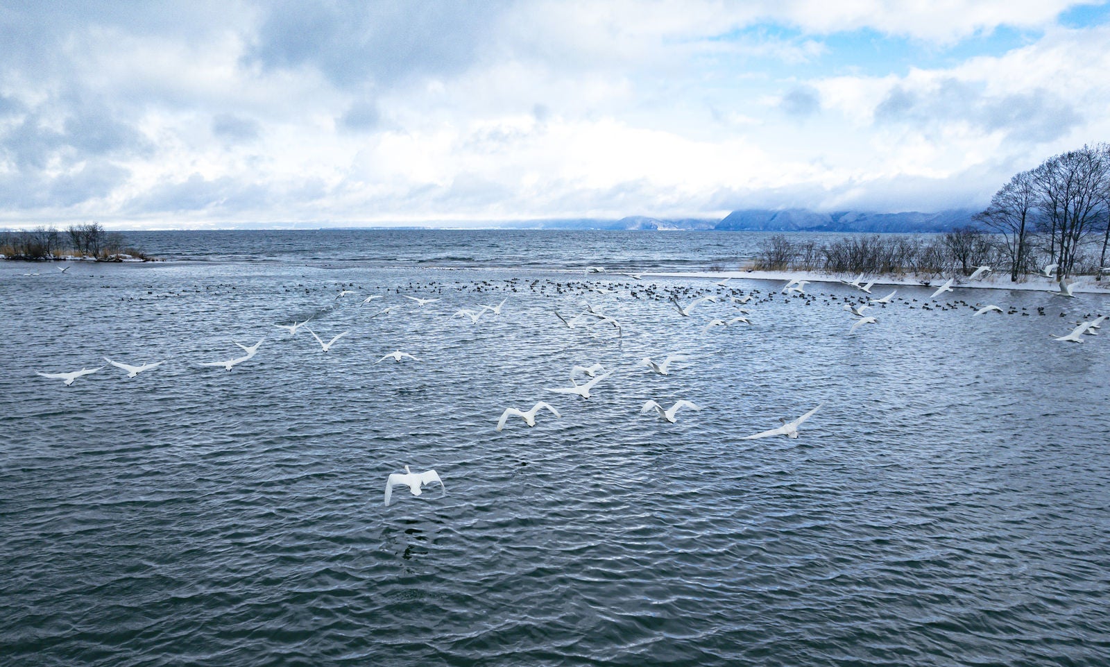 「冬の鬼沼ワンドから飛び立つ白鳥」の写真