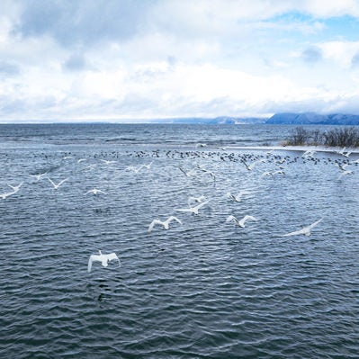 冬の鬼沼ワンドから飛び立つ白鳥の写真