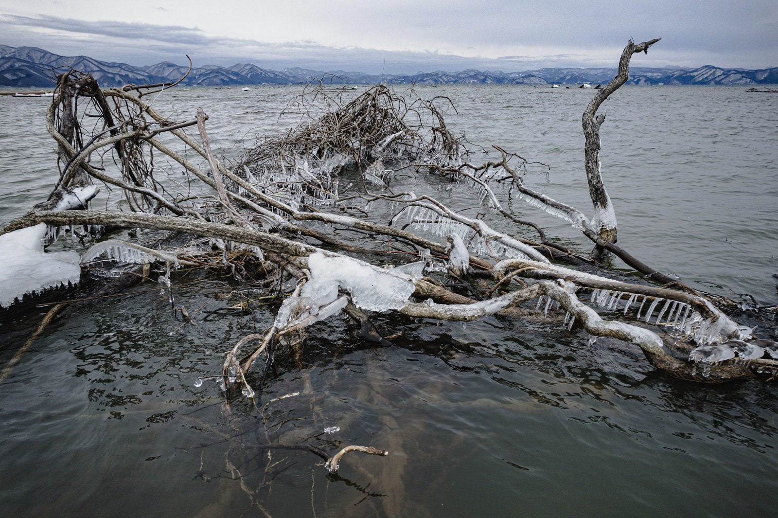 「猪苗代湖の凍結した流木」の写真