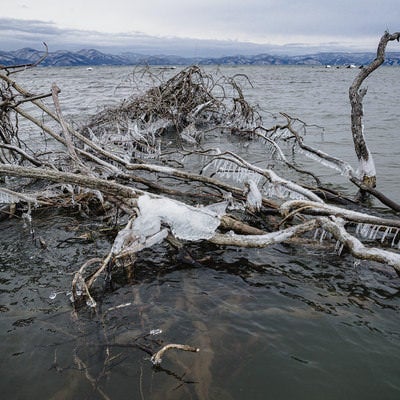 猪苗代湖の凍結した流木の写真