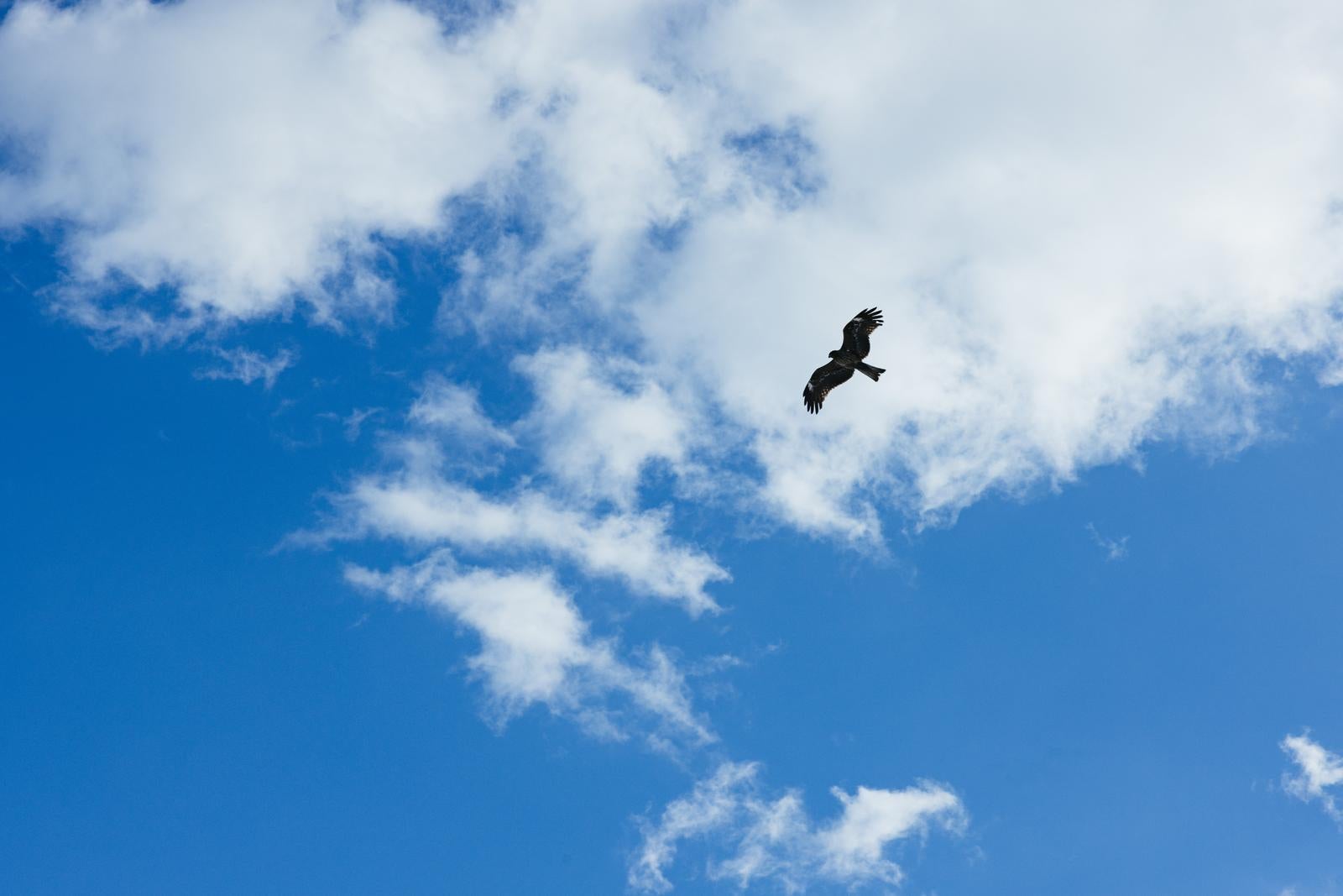 「青空羽ばたくトンビ」の写真