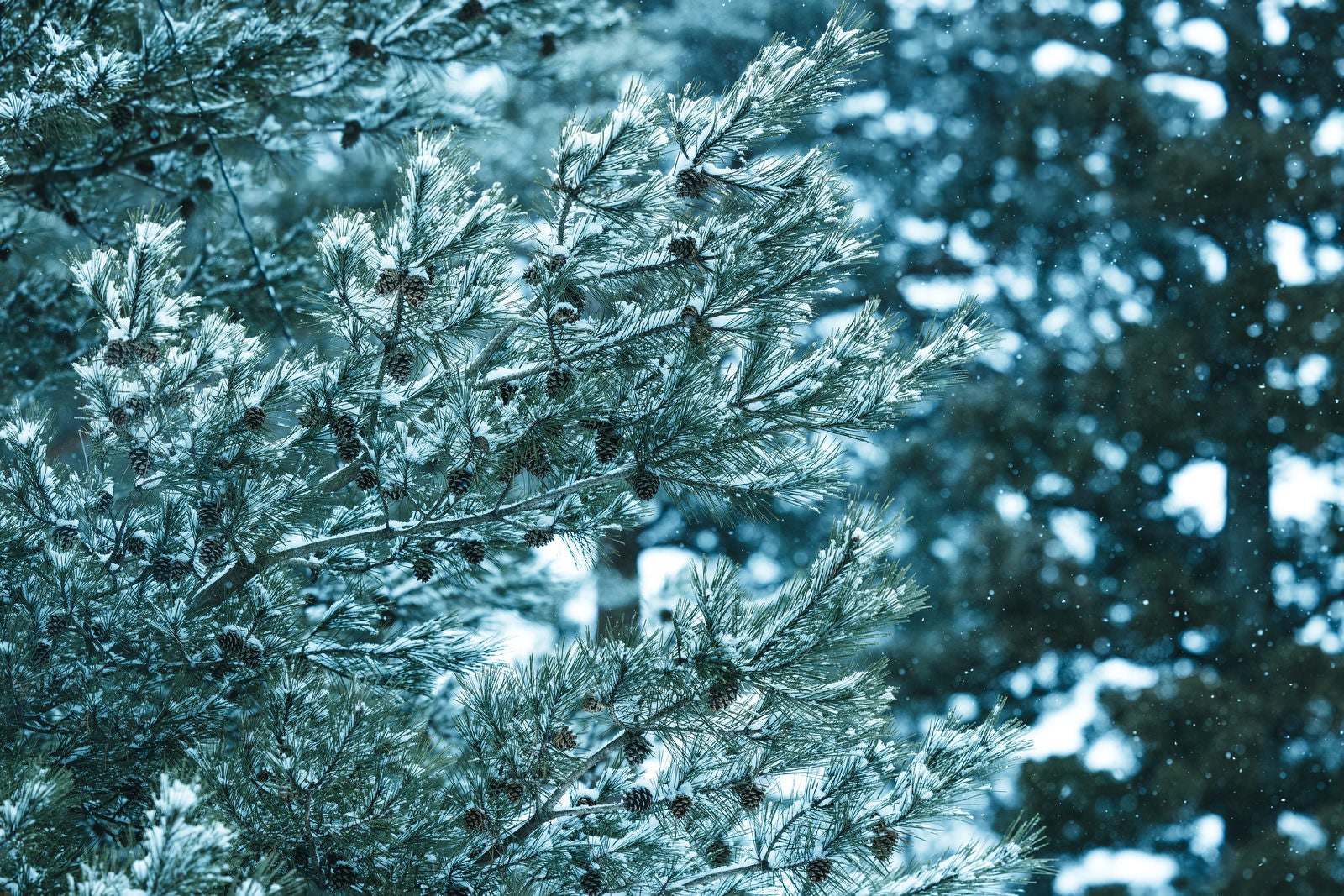 「松と松ぼっくりに雪が積もる」の写真