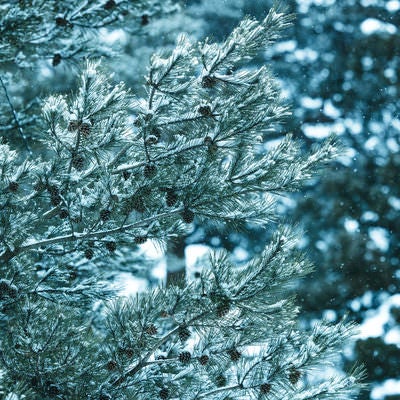 松と松ぼっくりに雪が積もるの写真