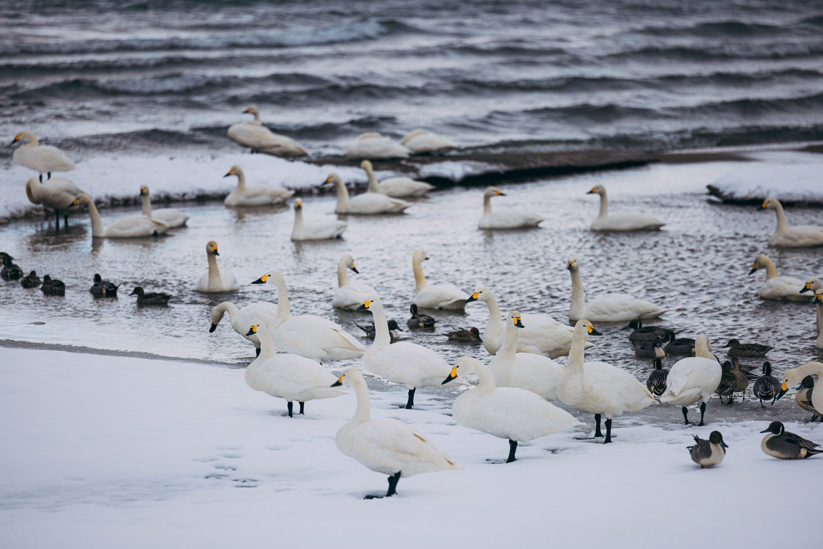 「冷たい猪苗代湖に集まった白鳥と鴨」の写真