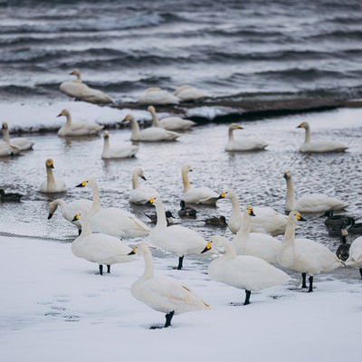 冷たい猪苗代湖に集まった白鳥と鴨の写真