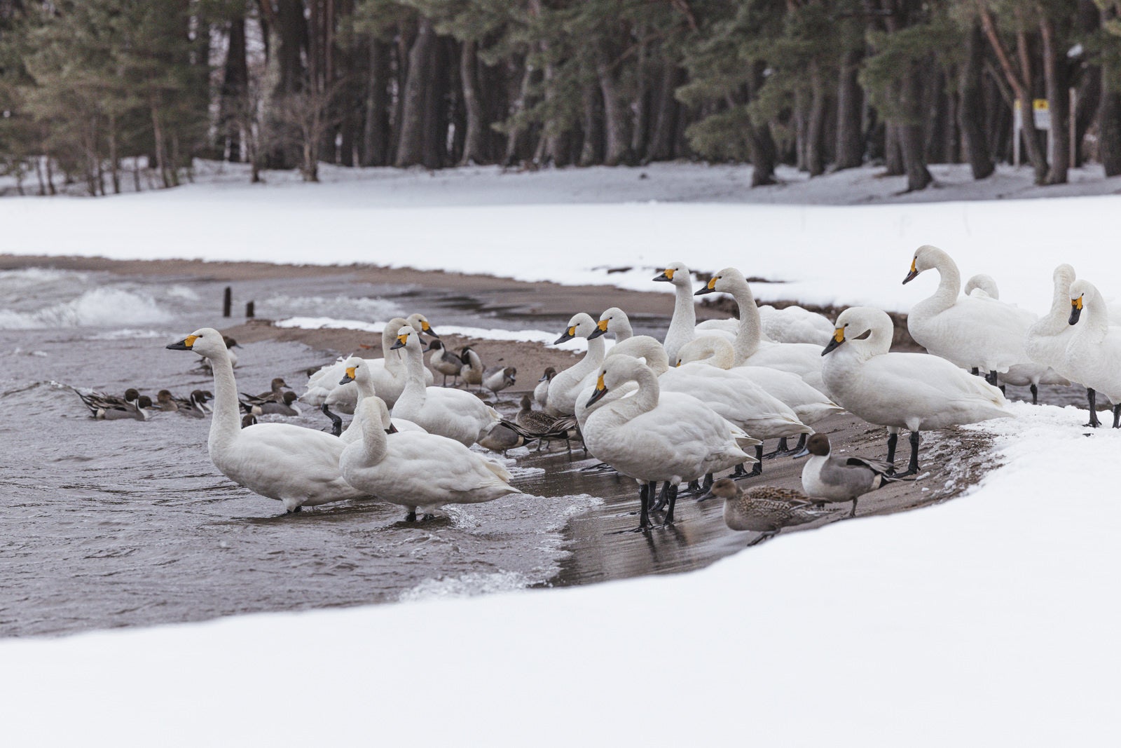「波打ち際に集まる白鳥と鴨」の写真