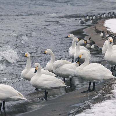 雪が積もる猪苗代湖に集まった白鳥と鴨の写真