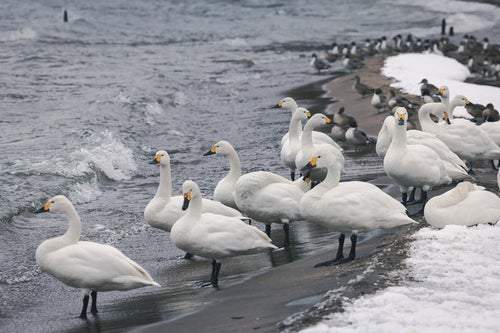 雪が積もる猪苗代湖に集まった白鳥と鴨の写真