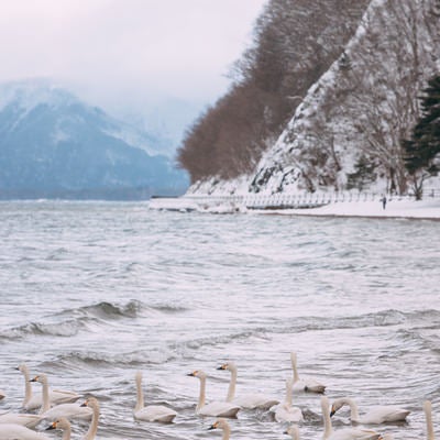 真冬の猪苗代湖を泳ぐ白鳥の群れの写真