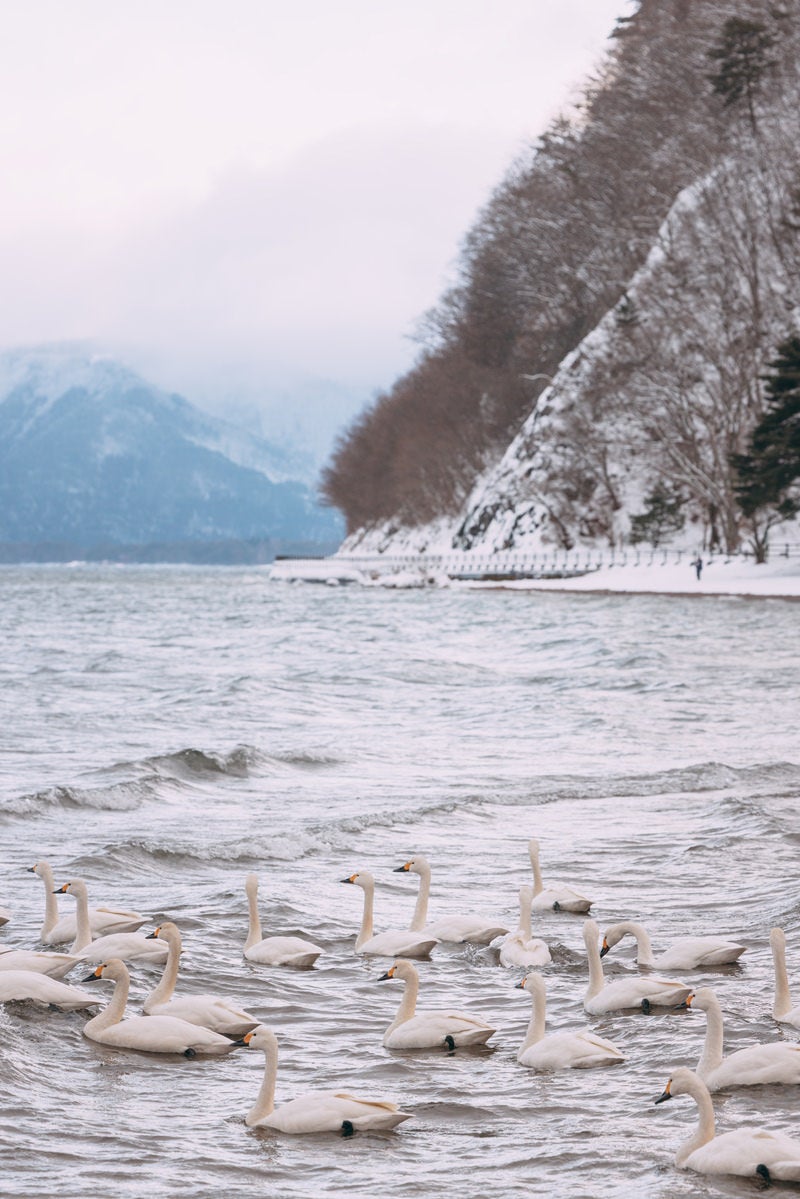 「真冬の猪苗代湖を泳ぐ白鳥の群れ」の写真