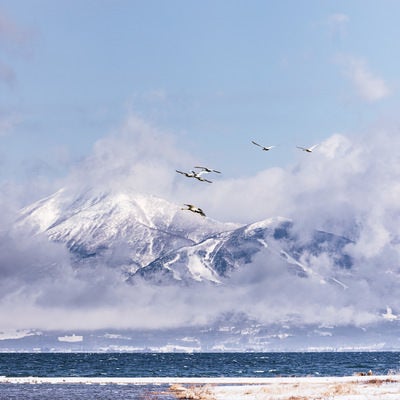 雲で隠れる磐梯山と飛び立つ白鳥の群れの写真