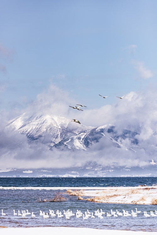 雲で隠れる磐梯山と飛び立つ白鳥の群れの写真