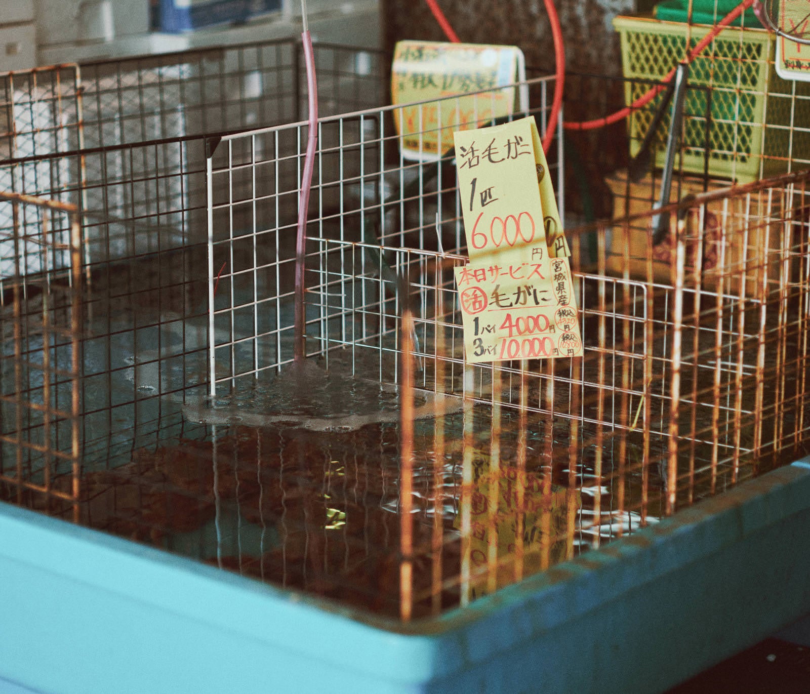 「魚市場の活毛ガニの水槽」の写真