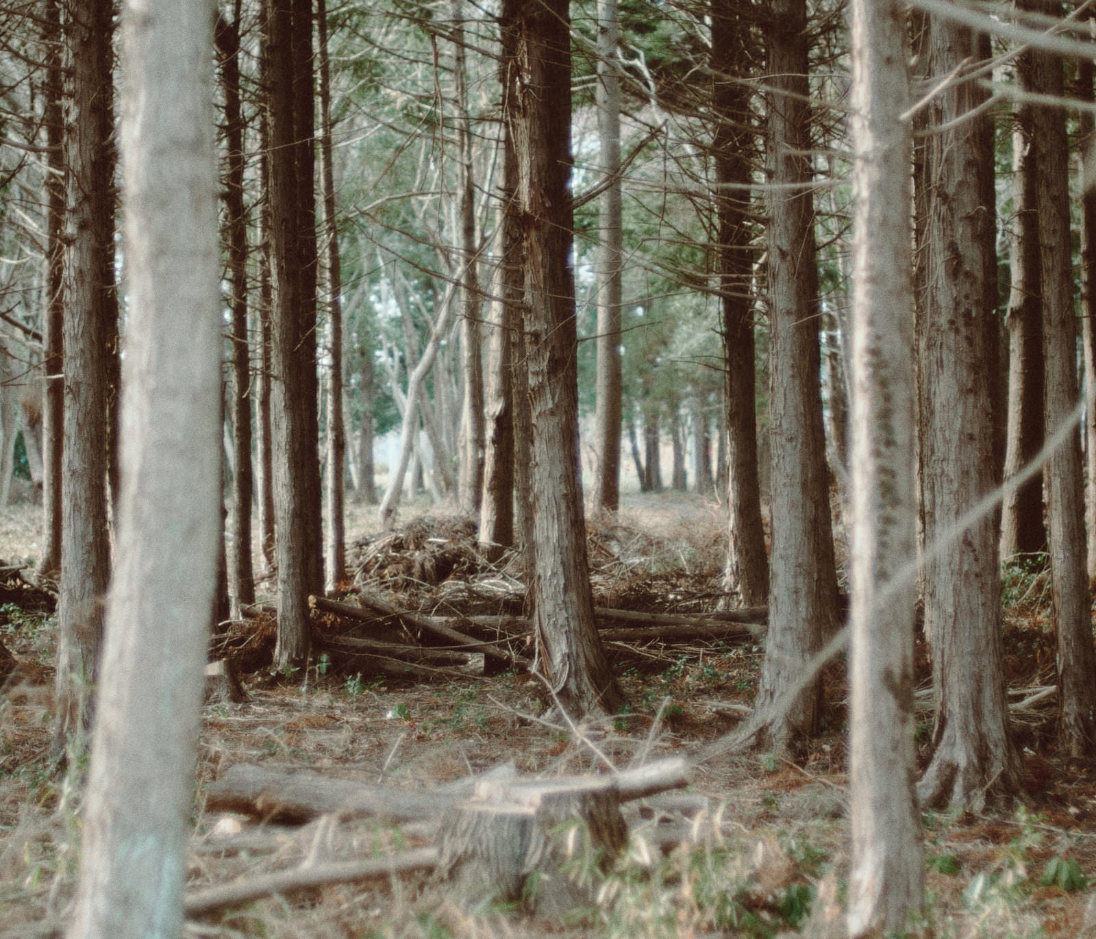 「間伐した林」の写真