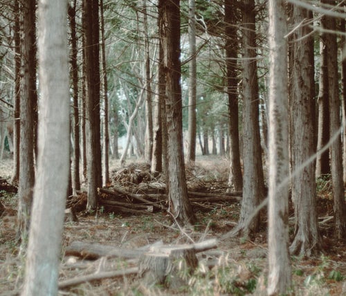 間伐した林の写真