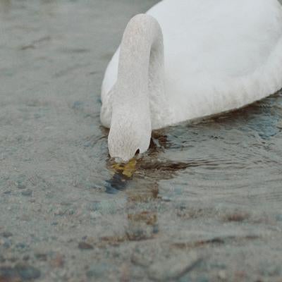 冷たい川に顔を沈めて小魚を探す白鳥の写真