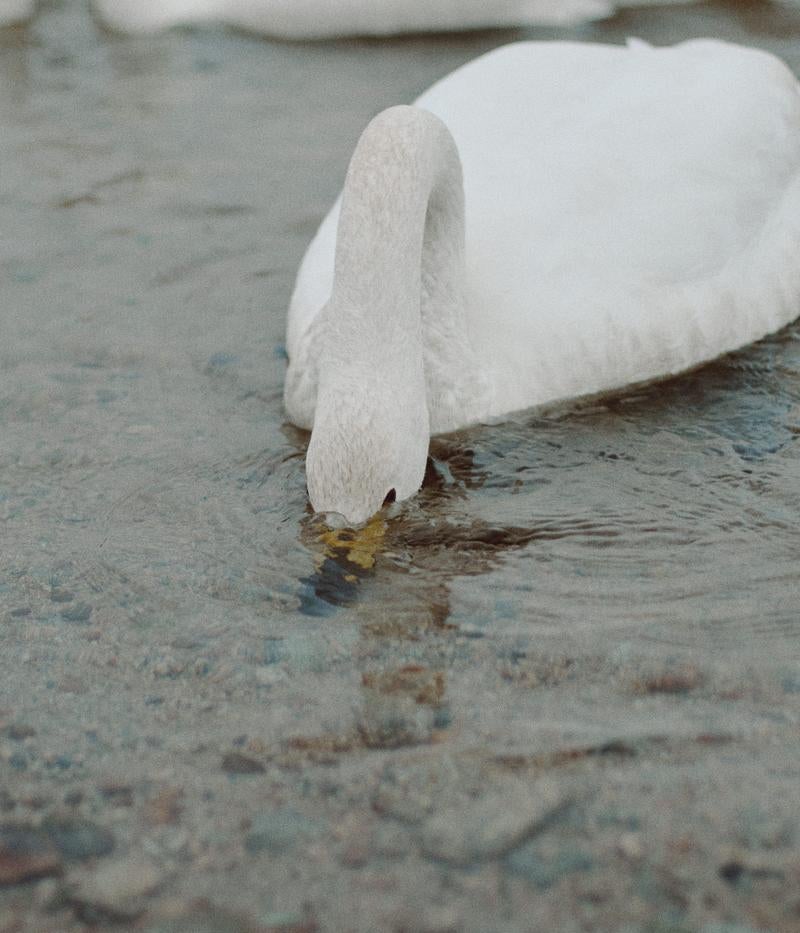 「冷たい川に顔を沈めて小魚を探す白鳥」の写真