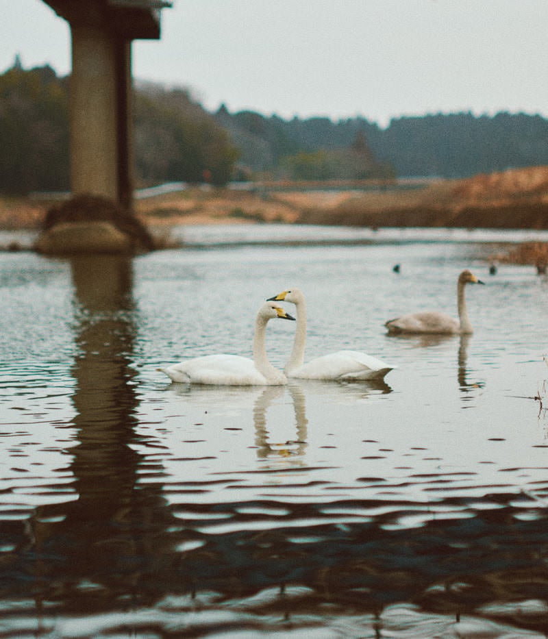 浪江町の川を泳ぐ白鳥の写真
