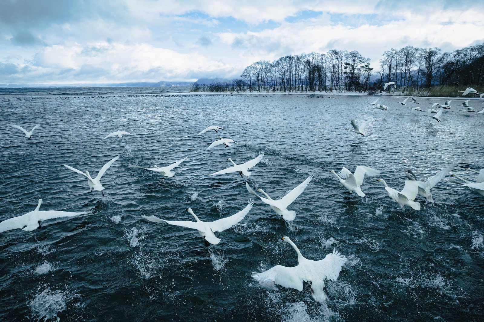 「水面を飛び立つ白鳥の群れ」の写真