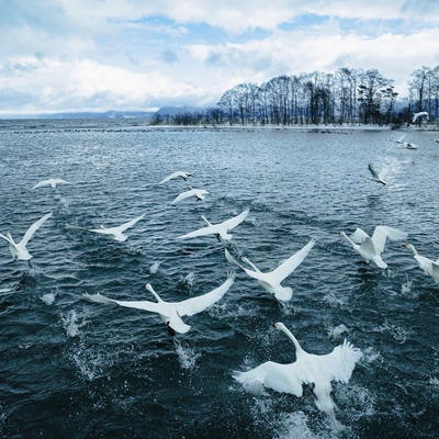 水面を飛び立つ白鳥の群れの写真
