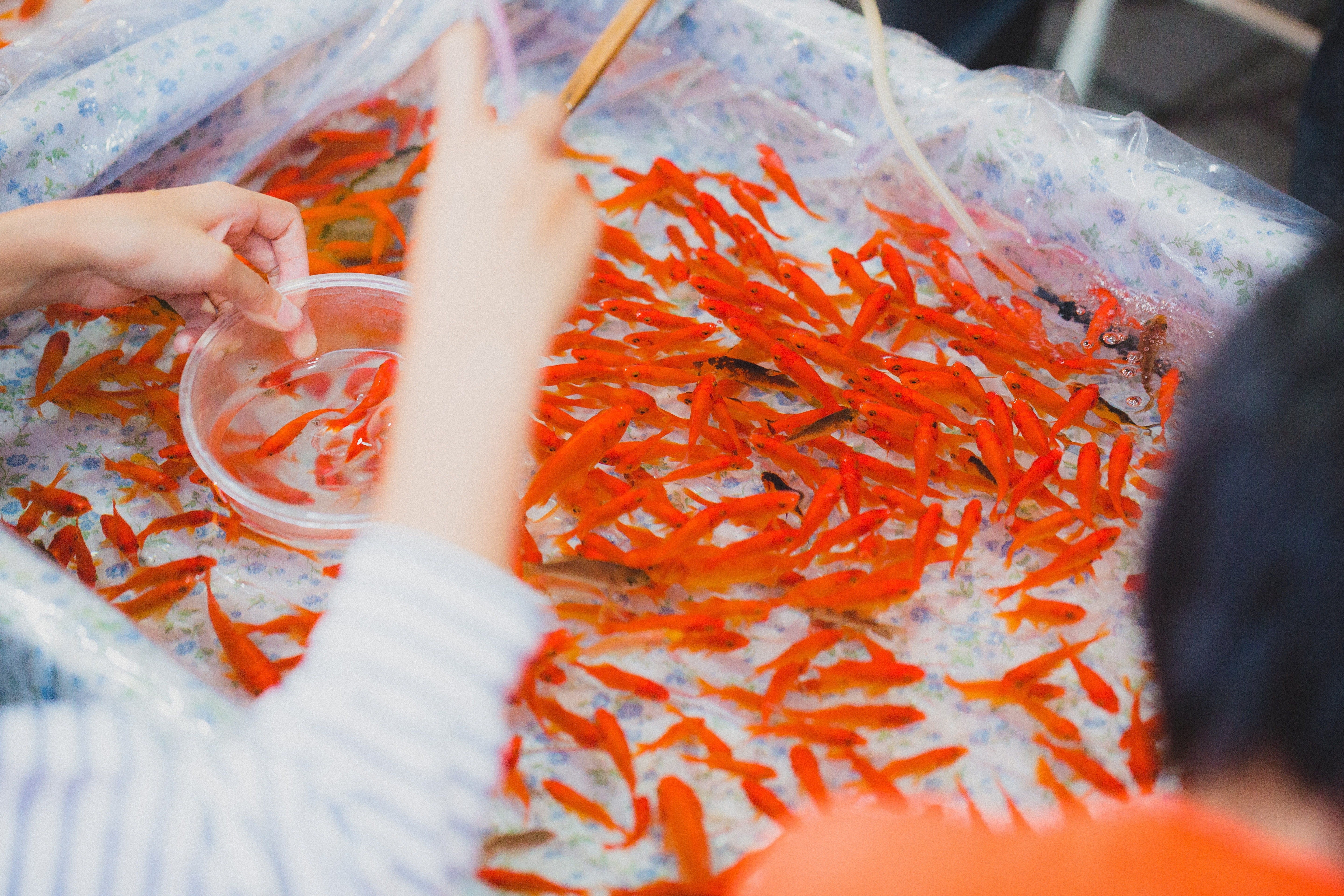 花火☆。.:＊・゜夏祭り★金魚すくい 金魚すくい🫧‪】 夏祭りツインズの金魚すくい🫧‪🫧‪ 「兄さ～ん‬‬‬