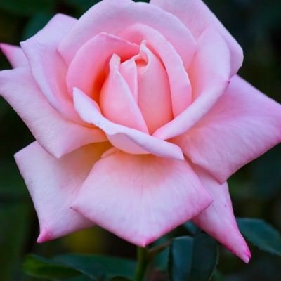 ピンクの薔薇（ニュージーランド）の写真