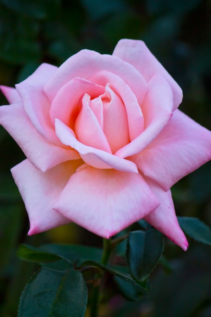 「ピンクの薔薇（ニュージーランド）」の写真